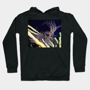 Giant Basket Star at night Hoodie